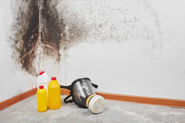 Best Best Mold Removal Companies  in Stevensville, MI