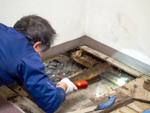 Best Local Mold Removal Service  in Stevensville, MI
