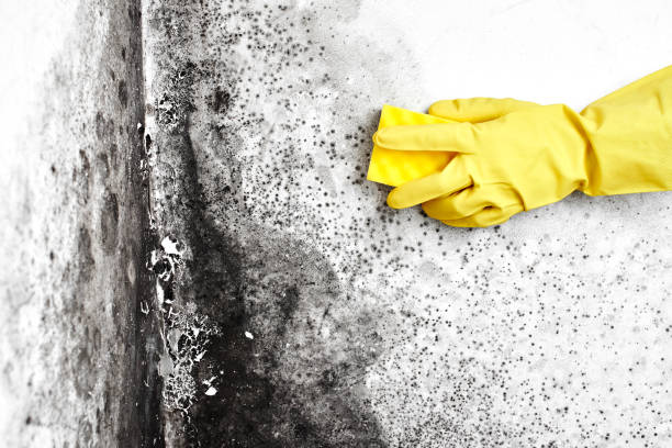 Best Best Mold Removal Companies  in Stevensville, MI