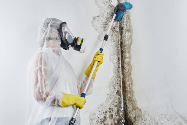 Best Certified Mold Removal  in Stevensville, MI