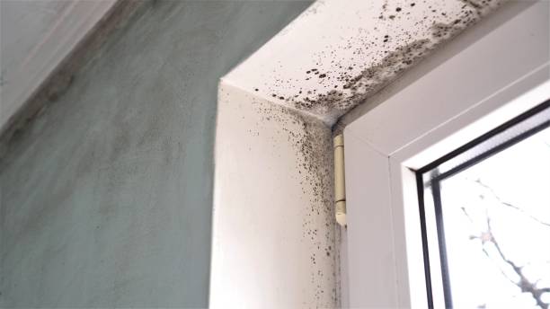 Best Office Mold Removal Services  in Stevensville, MI