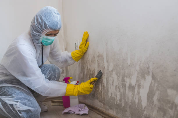 Best Mold Remediation  in Stevensville, MI