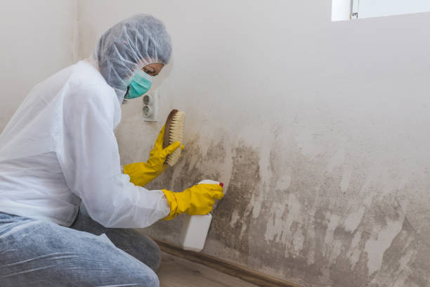 Best Mold Removal and Inspection  in Stevensville, MI