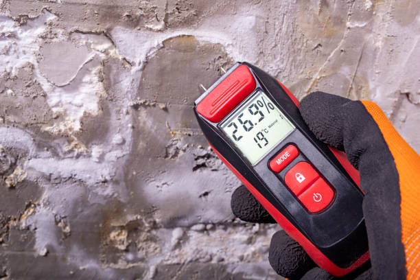 Best Mold Damage Repair  in Stevensville, MI