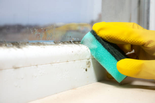 Best Toxic Mold Removal  in Stevensville, MI