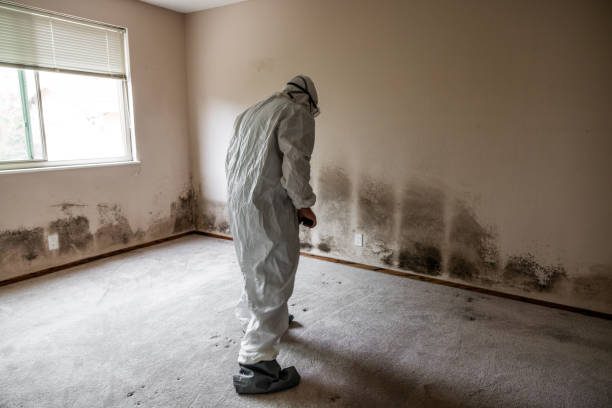 Best Certified Mold Removal  in Stevensville, MI