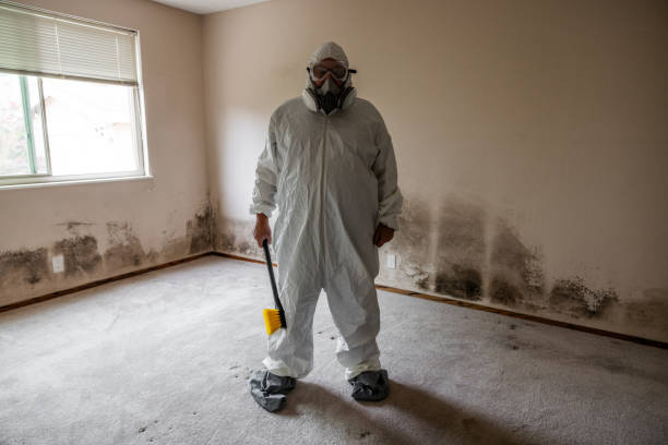 Best Black Mold Removal  in Stevensville, MI