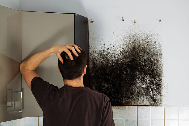 Certified Mold Removal in Stevensville, MI