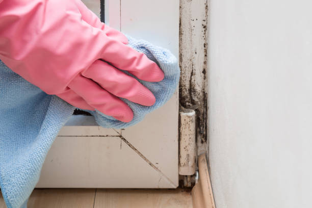 Best Affordable Mold Removal  in Stevensville, MI